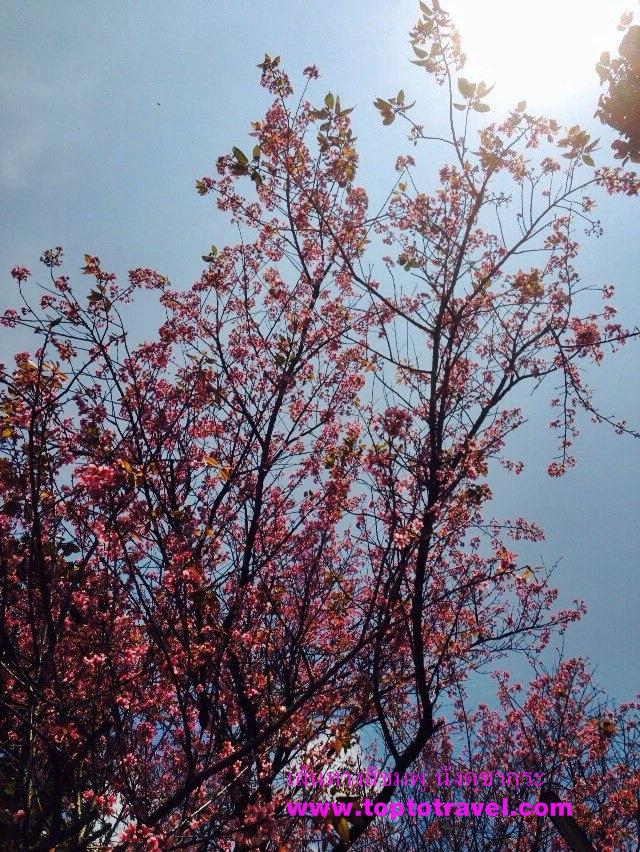 sakura125