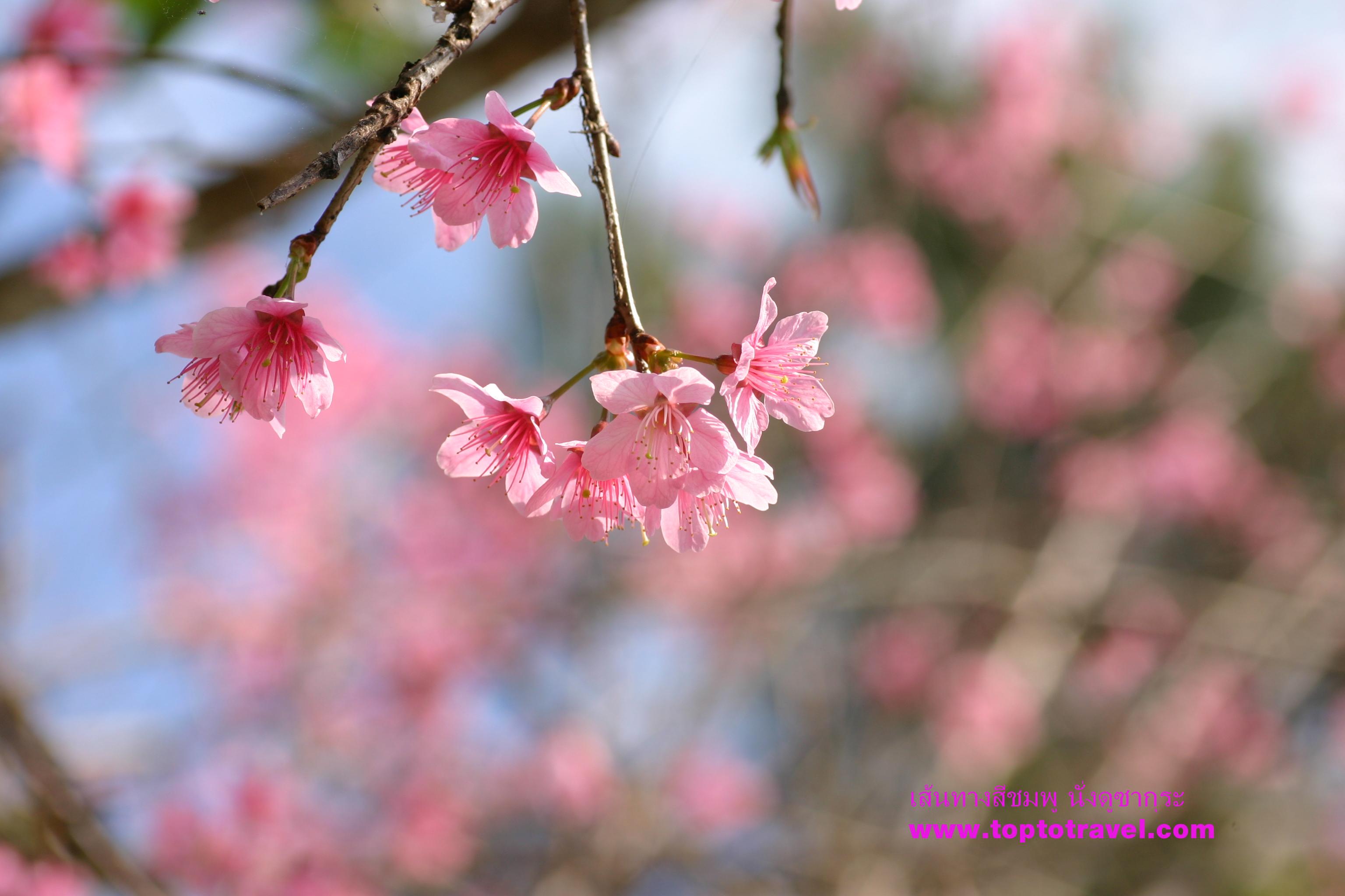 sakura589
